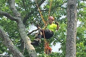 Tree Trimming Alton NH