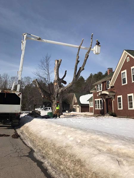 ArborTech NH tree care project 10 - Professional tree removal, pruning, or stump grinding service in New Hampshire