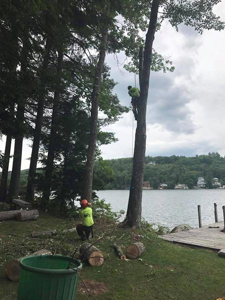 ArborTech NH tree care project 20 - Professional tree removal, pruning, or stump grinding service in New Hampshire