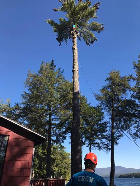 ArborTech NH tree care project 22 - Professional tree removal, pruning, or stump grinding service in New Hampshire