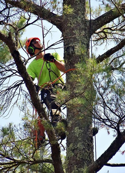 ArborTech NH tree care project 3 - Professional tree removal, pruning, or stump grinding service in New Hampshire