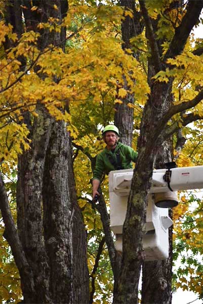 ArborTech NH tree care project 30 - Professional tree removal, pruning, or stump grinding service in New Hampshire