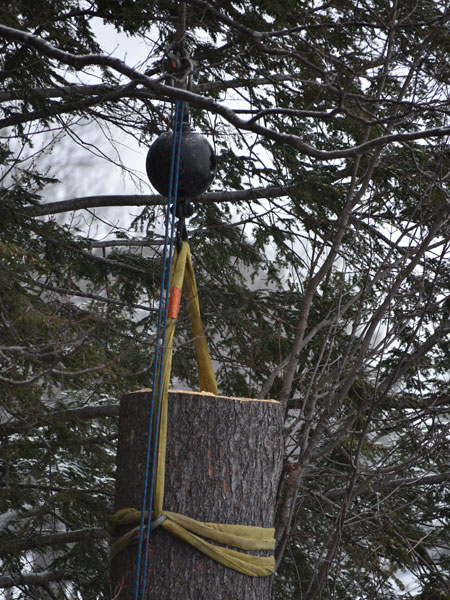 ArborTech NH tree care project 34 - Professional tree removal, pruning, or stump grinding service in New Hampshire