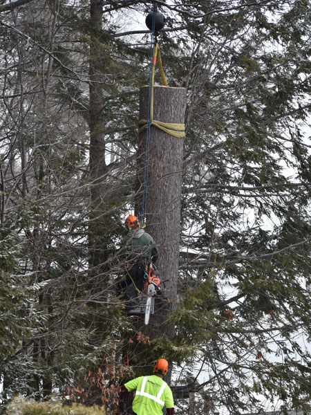 ArborTech NH tree care project 35 - Professional tree removal, pruning, or stump grinding service in New Hampshire