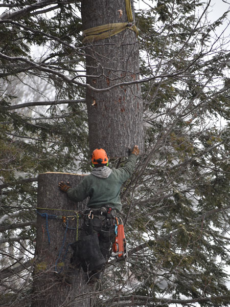 ArborTech NH tree care project 48 - Professional tree removal, pruning, or stump grinding service in New Hampshire