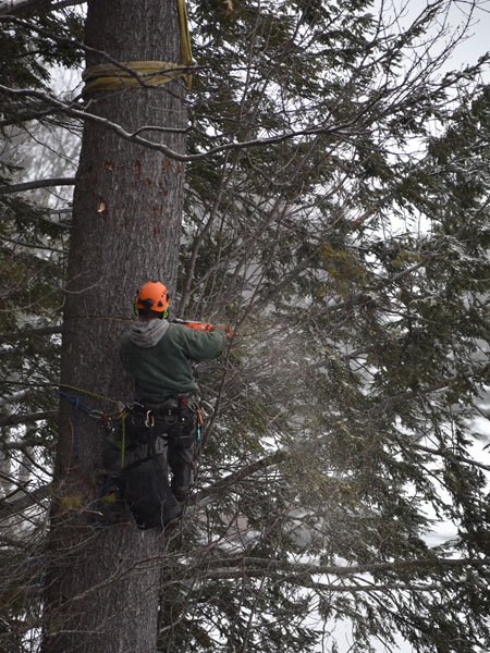 ArborTech NH tree care project 49 - Professional tree removal, pruning, or stump grinding service in New Hampshire