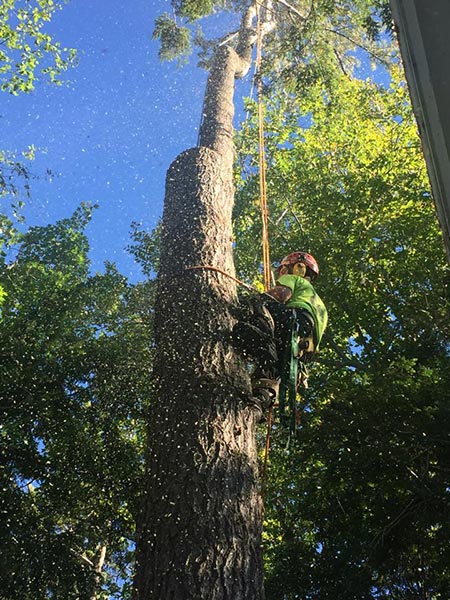 ArborTech NH tree care project 5 - Professional tree removal, pruning, or stump grinding service in New Hampshire