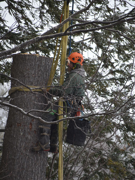 ArborTech NH tree care project 51 - Professional tree removal, pruning, or stump grinding service in New Hampshire
