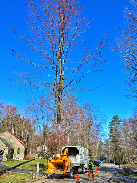 ArborTech NH tree care project 57 - Professional tree removal, pruning, or stump grinding service in New Hampshire