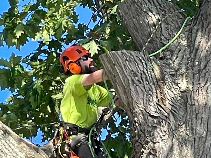 ArborTech NH tree care project 62 - Professional tree removal, pruning, or stump grinding service in New Hampshire