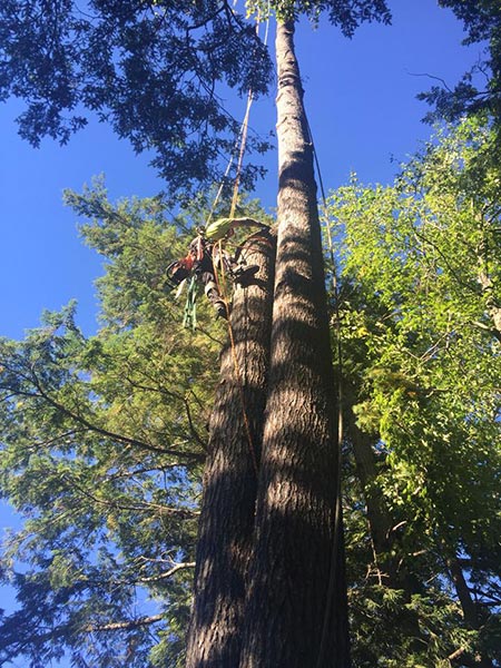 ArborTech NH tree care project 7 - Professional tree removal, pruning, or stump grinding service in New Hampshire