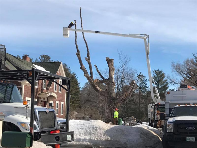 ArborTech NH tree care project 9 - Professional tree removal, pruning, or stump grinding service in New Hampshire