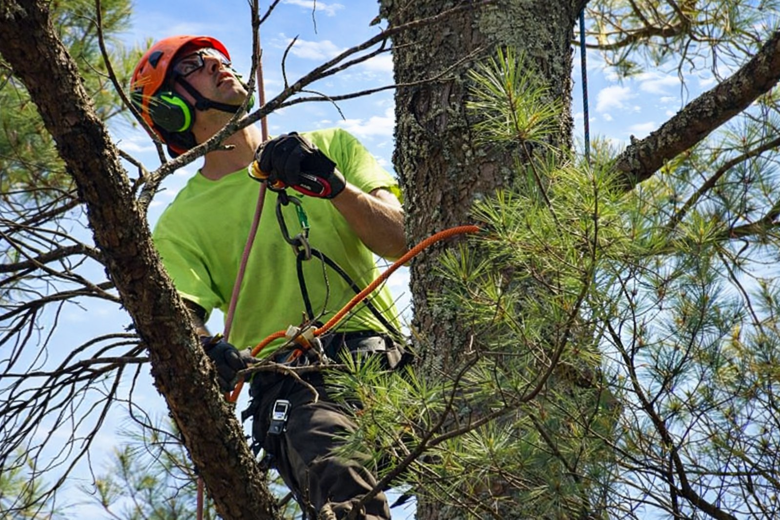 Identifying and Managing Common Tree Diseases in the Lakes Region