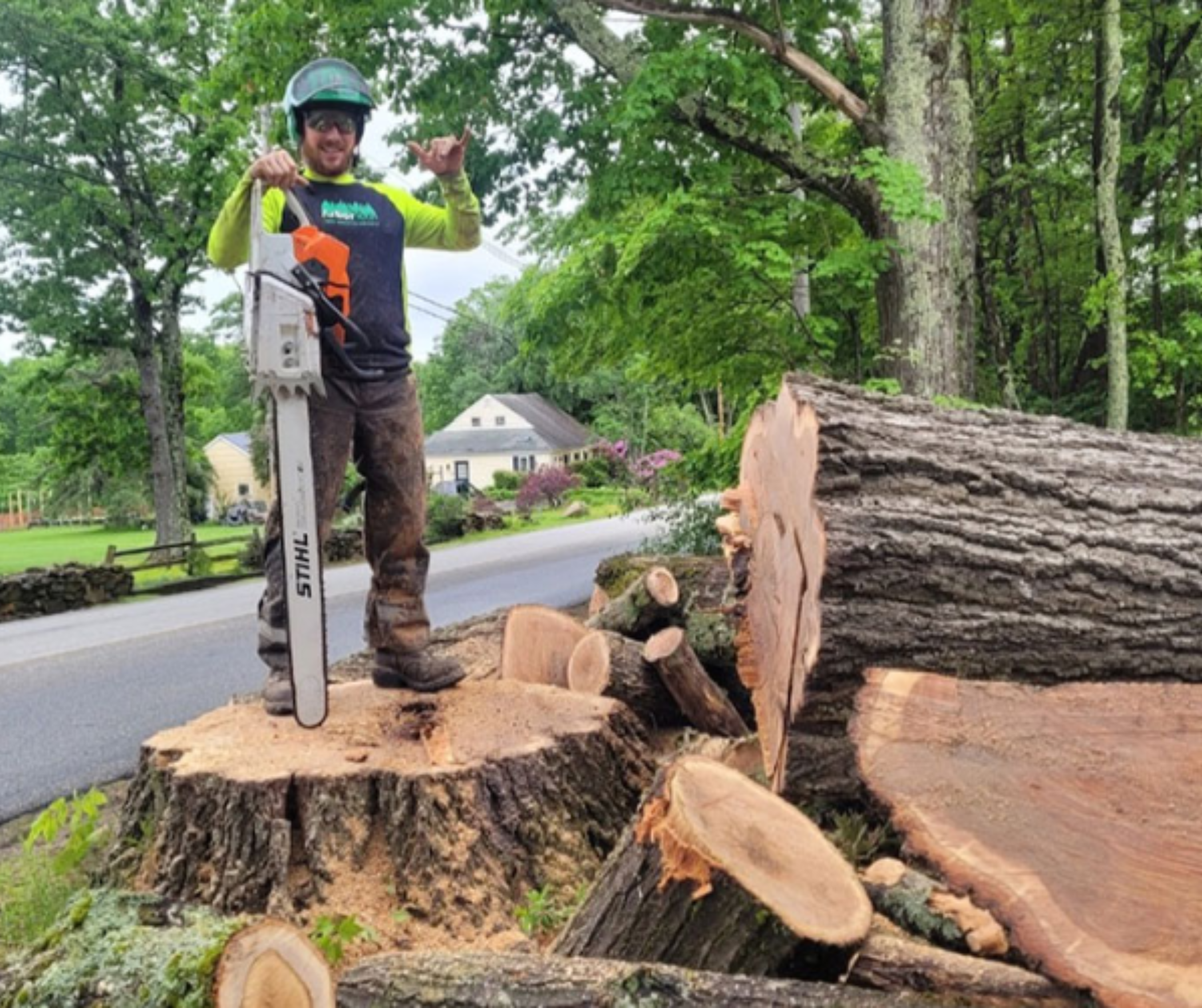 Understanding Tree Root Systems and Foundation Damage Prevention in New Hampshire