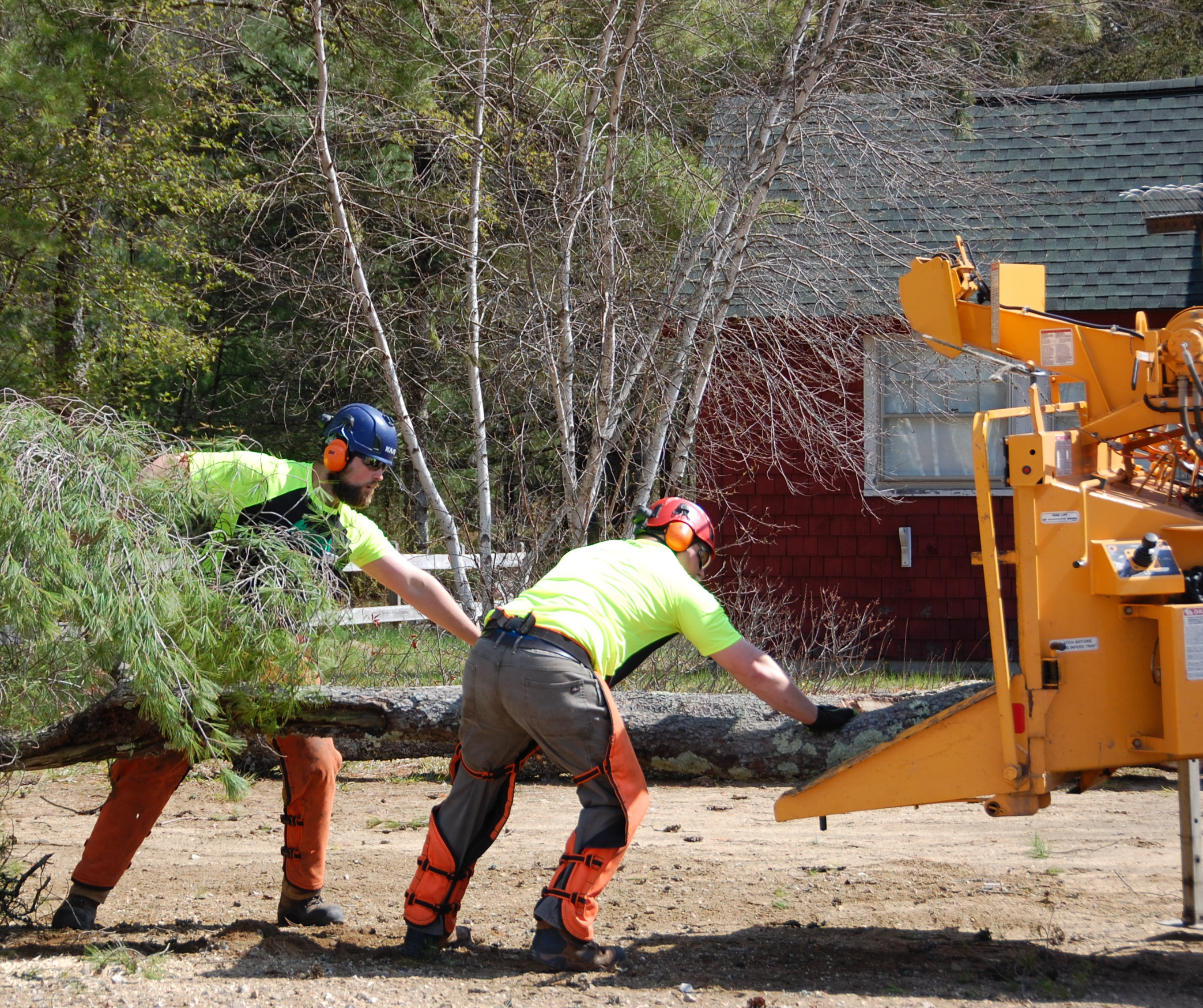 New Hampshire trees landscape