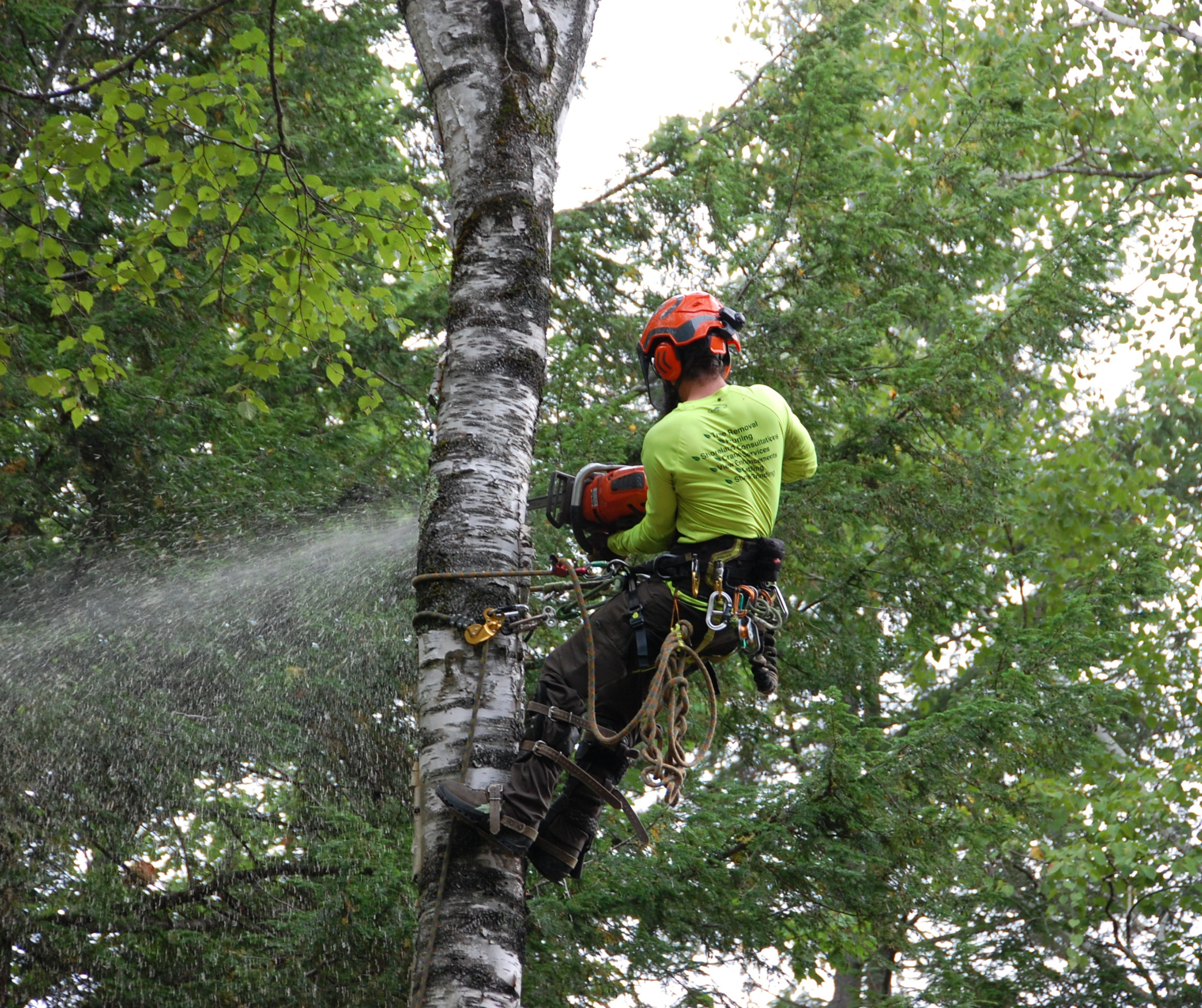 Tree Removal Service